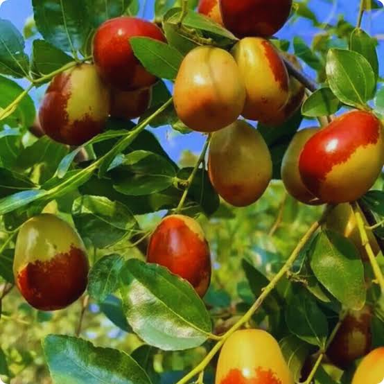 Heirloom Asian Date Jujube tree with glossy foliage and mature fruit.
