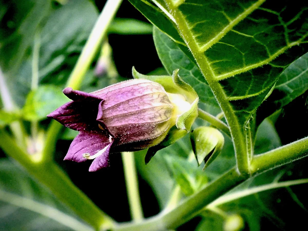 Heirloom Atropa Belladonna seeds suitable for perennial landscape planting