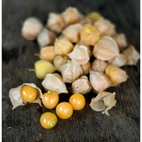 Healthy Aunt Molly's Ground Cherry plants growing in a vegetable garden
