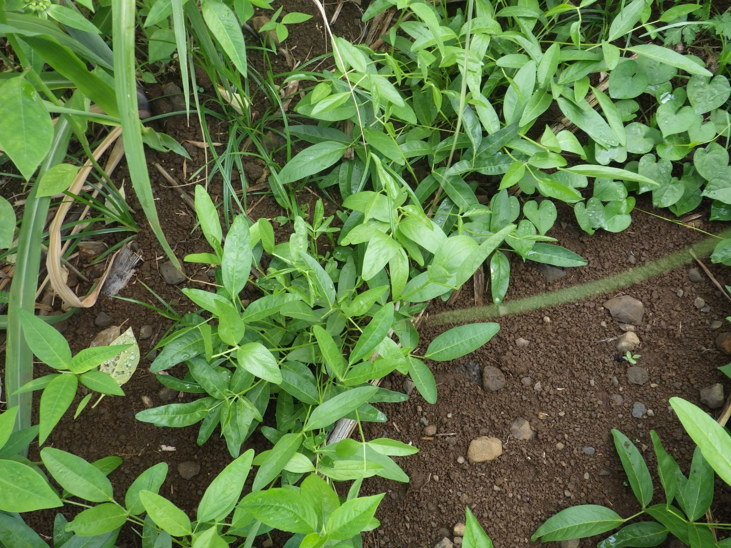 Non-GMO Brown Bambara Groundnut seeds for vegetable gardening and outdoor planting