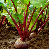 Heirloom non-GMO beetroot seeds for raised beds and containers