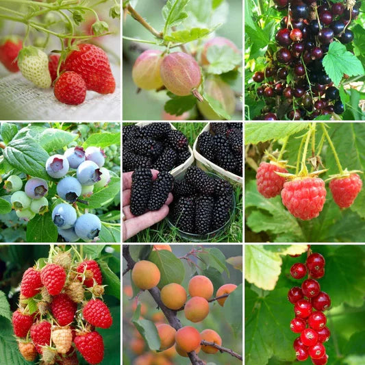Heirloom Berry fruit seeds suitable for containers and backyard orchards.