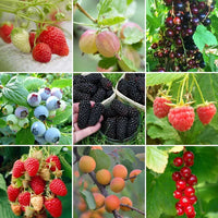 Heirloom Berry fruit seeds suitable for containers and backyard orchards.