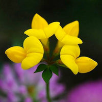 Heirloom Birdsfoot Trefoil with bright yellow flowers