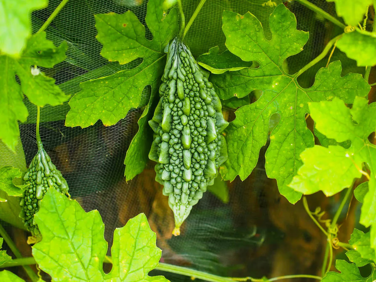 Bitter melon vegetable growing on a healthy garden vine