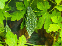 Bitter melon vegetable growing on a healthy garden vine