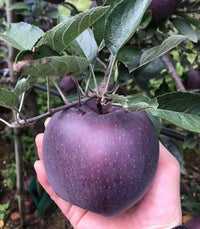 Heirloom Black Apple tree with lush green foliage and dark-colored fruit.
