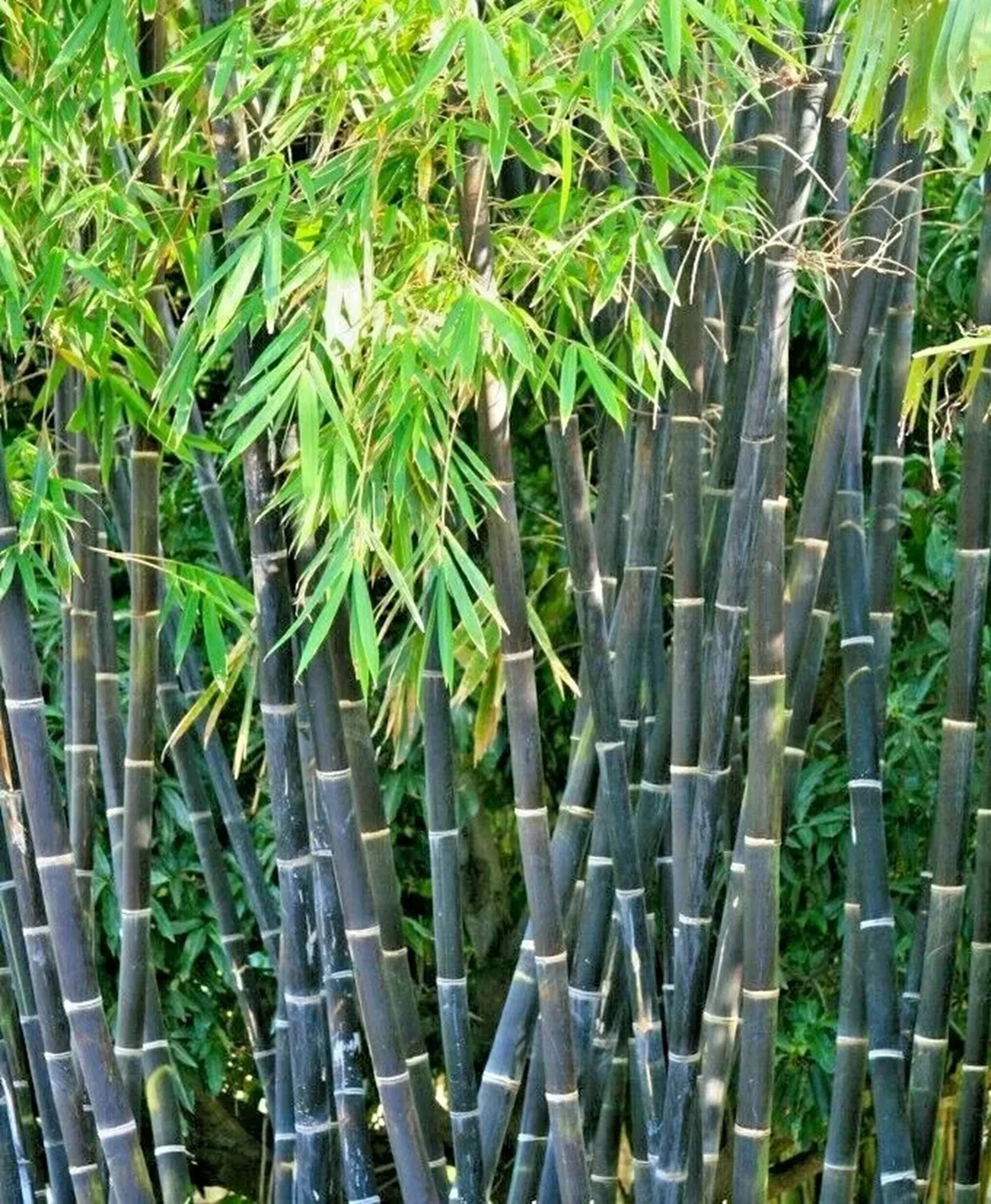 Heirloom Black Bamboo plants with elegant dark canes and lush green foliage.