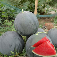 Large Black Beauty watermelon developing in an outdoor garden.