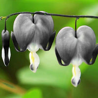Heirloom Black Bleeding Heart plants with dark heart-shaped blooms.