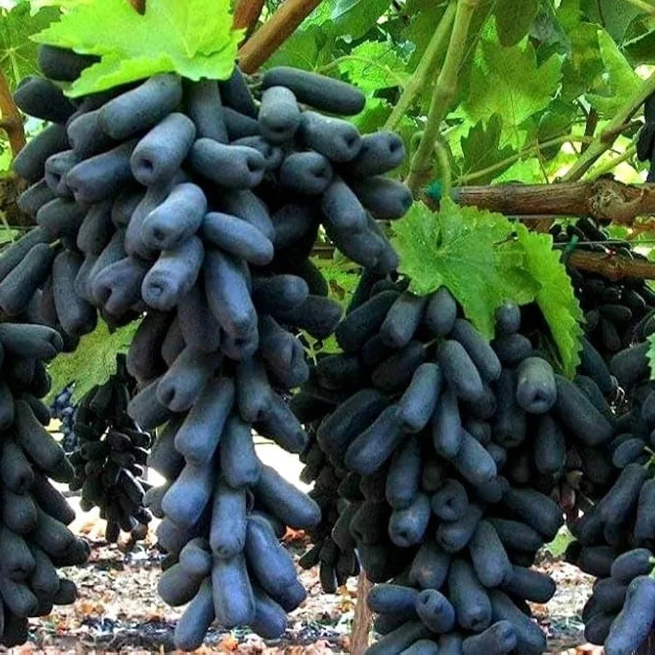 Black Finger grape vine with elongated dark grape clusters