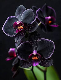 Heirloom Phalaenopsis orchid with deep burgundy blooms and glossy green leaves.