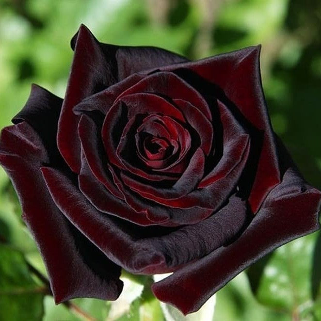 Heirloom Black Rose with red-edged petals blooming in a garden.