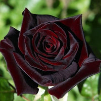 Heirloom Black Rose with red-edged petals blooming in a garden.