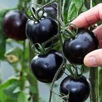 Heirloom black tomato plants with richly colored ripe tomatoes.