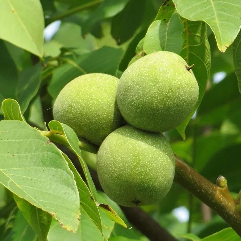 Heirloom Black Walnut tree seeds for growing a beautiful hardwood tree.