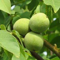 Heirloom Black Walnut tree seeds for growing a beautiful hardwood tree.