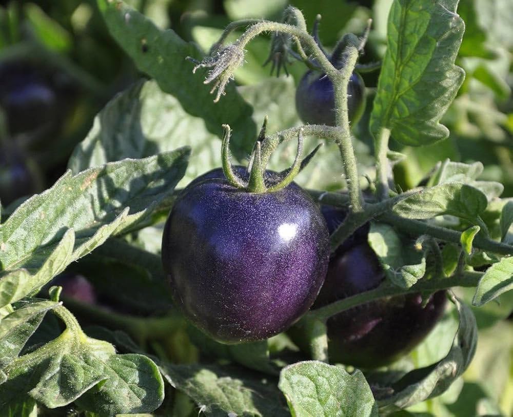 Heirloom Blue Beauty Tomato seeds suitable for containers and kitchen gardens.