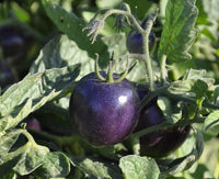 Heirloom Blue Beauty Tomato seeds suitable for containers and kitchen gardens.