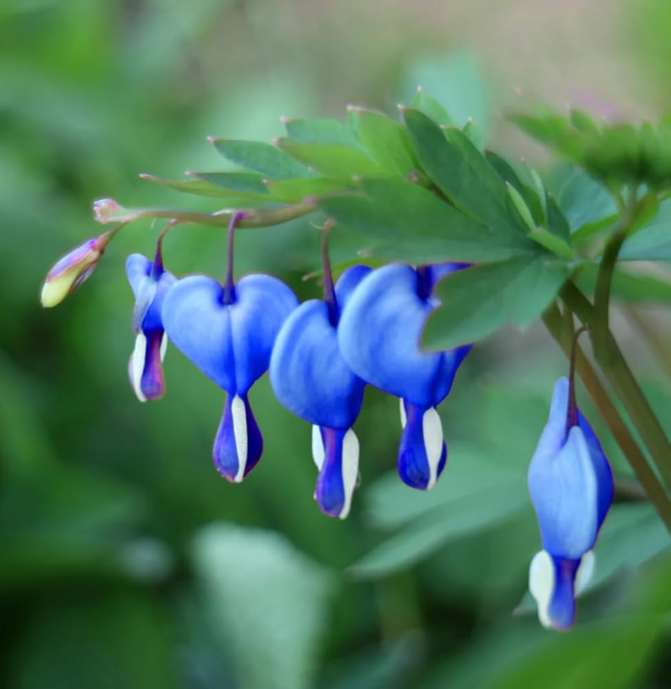 Heirloom Blue Bleeding Heart plants with elegant heart-shaped blooms.