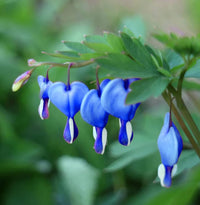Heirloom Blue Bleeding Heart plants with elegant heart-shaped blooms.