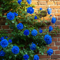 Blue Climbing Rose flowering plants adding vertical beauty to outdoor landscapes.