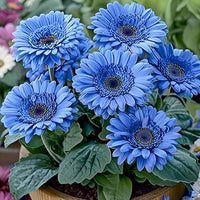 Gerbera daisy flowers creating a colorful display in a garden border.