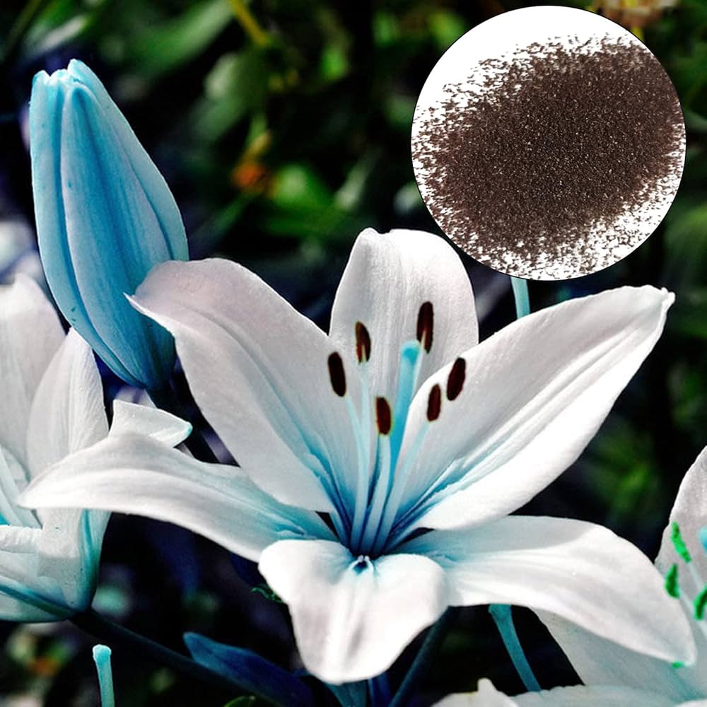 Heirloom Blue Heart Lily with elegant blue blooms and lush green foliage.