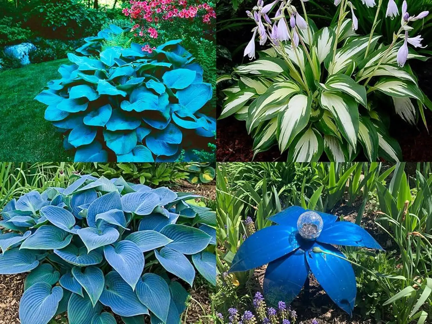 Heirloom Blue Hosta seeds for decorative foliage in raised beds and outdoor gardens.