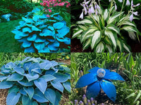 Heirloom Blue Hosta seeds for decorative foliage in raised beds and outdoor gardens.