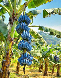 Heirloom Blue Java banana plant with lush tropical foliage