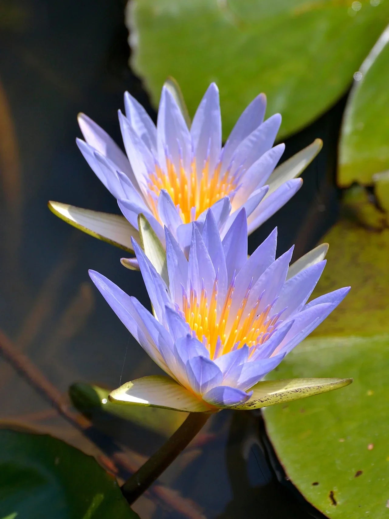 Heirloom Blue Lotus seeds for aquatic containers and outdoor garden ponds.