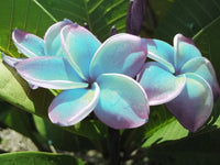 Heirloom Blue Plumeria flower seeds for ornamental tropical garden landscapes.
