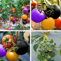 Small to medium heirloom blue-purple tomatoes on vine