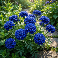 Colorful marigold flowers growing in garden borders and containers.