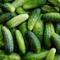 Heirloom Boston Cucumber seeds for raised beds and trellis growing.
