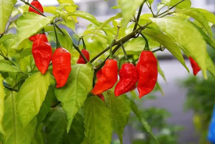 Heirloom Breath chilli seeds for planting
