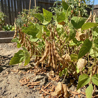 Heirloom Brown Tepary Bean seeds for vegetable gardening and container planting