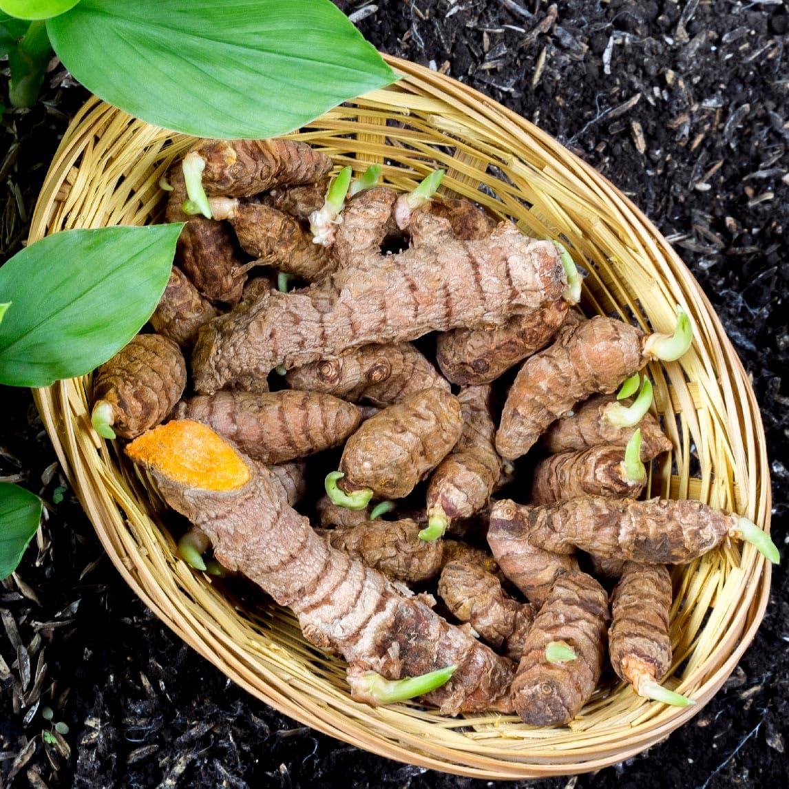 Brown Turmeric seeds for planting in home gardens and outdoor spaces
