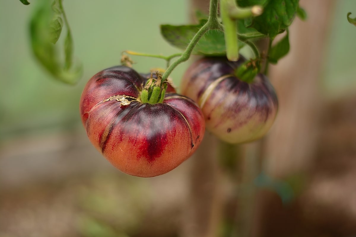 Heirloom Brown and Yellow Tomato seeds ideal for backyard gardens