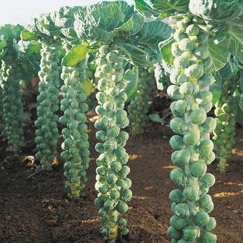 Heirloom Brussels Sprout vegetable seeds for kitchen garden growing