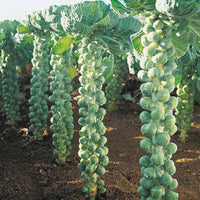 Heirloom Brussels Sprout vegetable seeds for kitchen garden growing