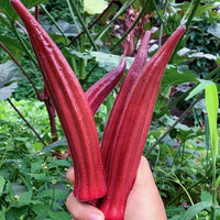 Heirloom Burgundy Red Lady's Finger seeds for planting.