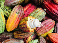 Cacao tree seeds suitable for tropical gardens and containers