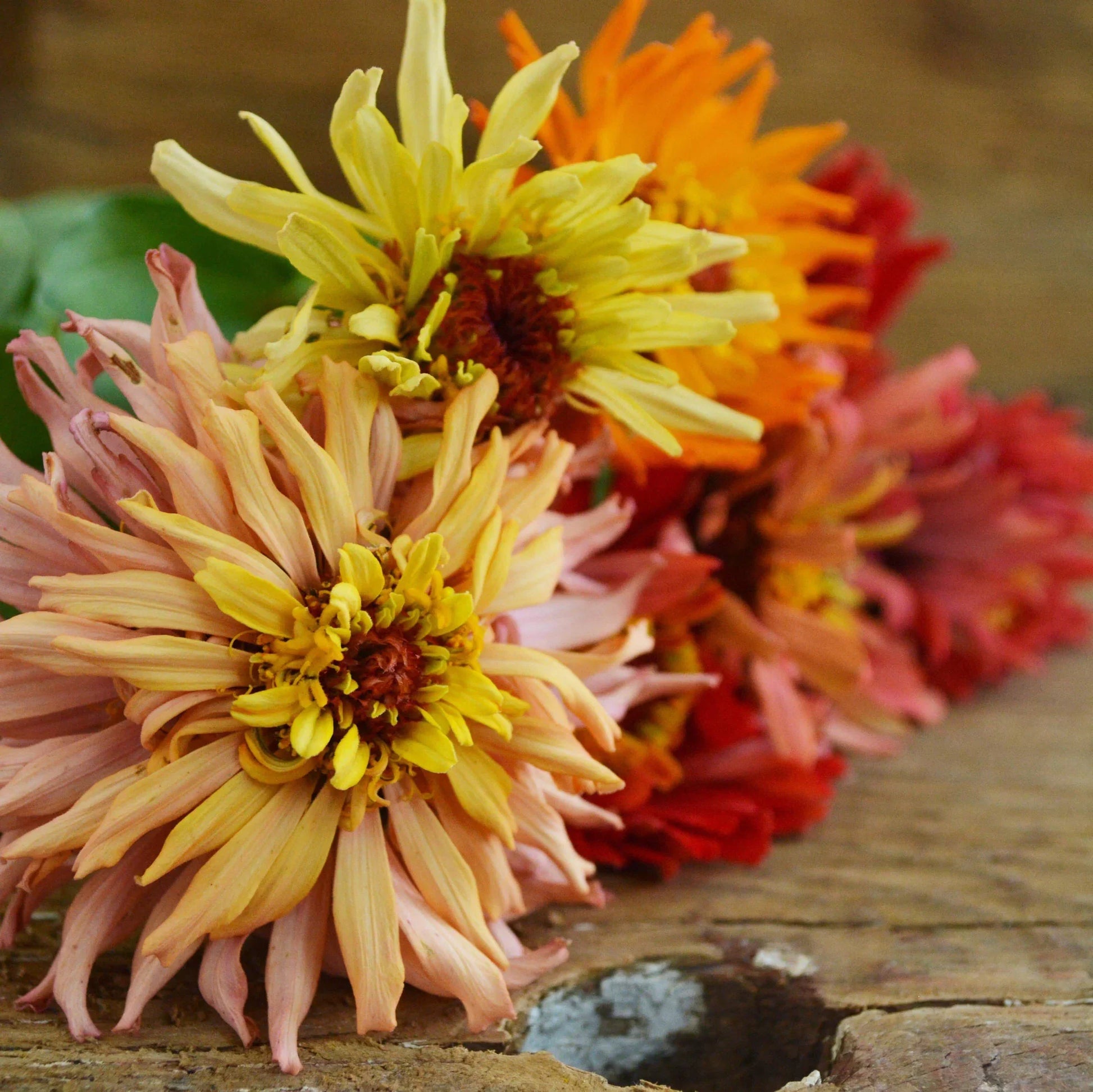 Colorful Cactus Flowered Zinnia Mix blooms in a garden