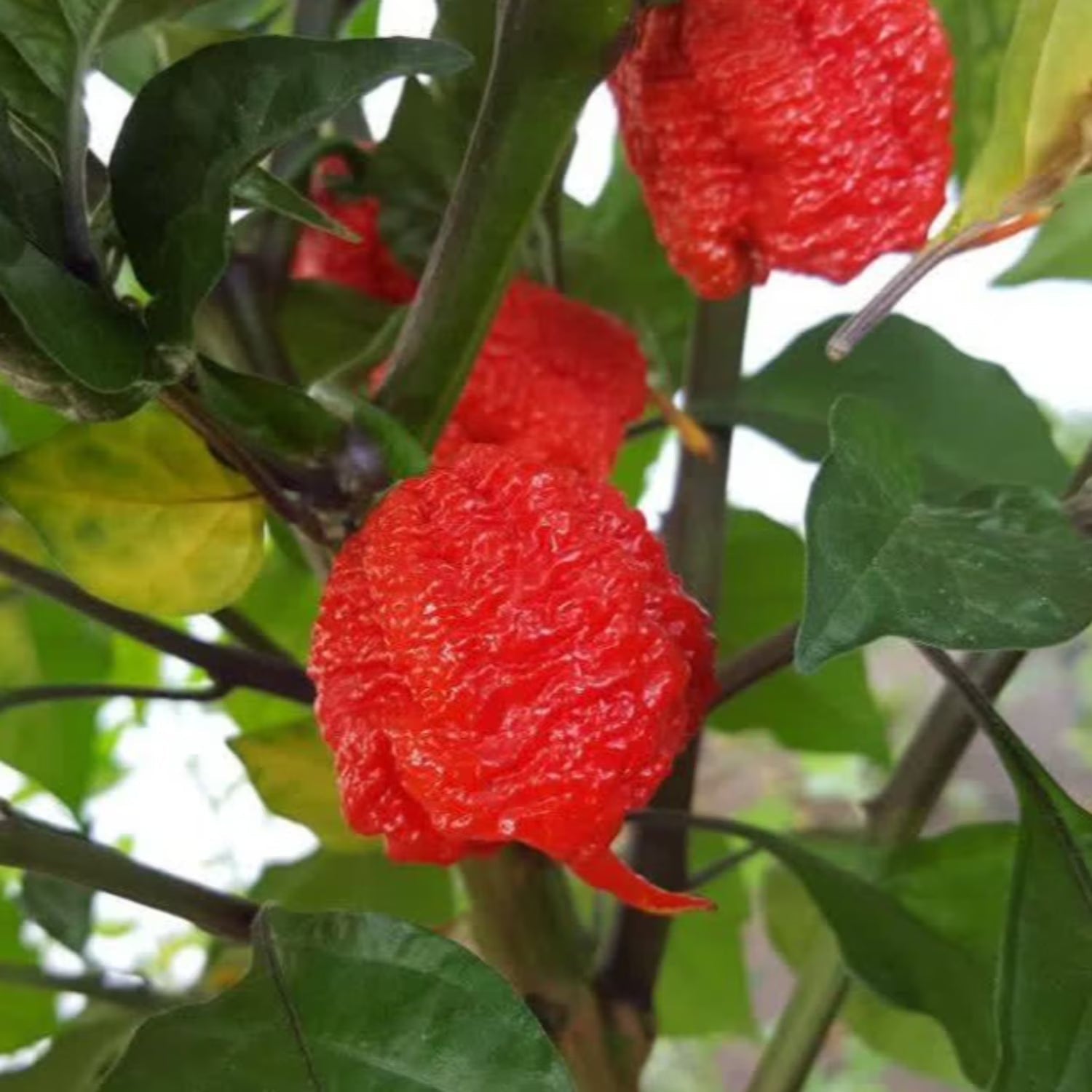 Heirloom Carolina Reaper pepper plants with vibrant mature peppers.