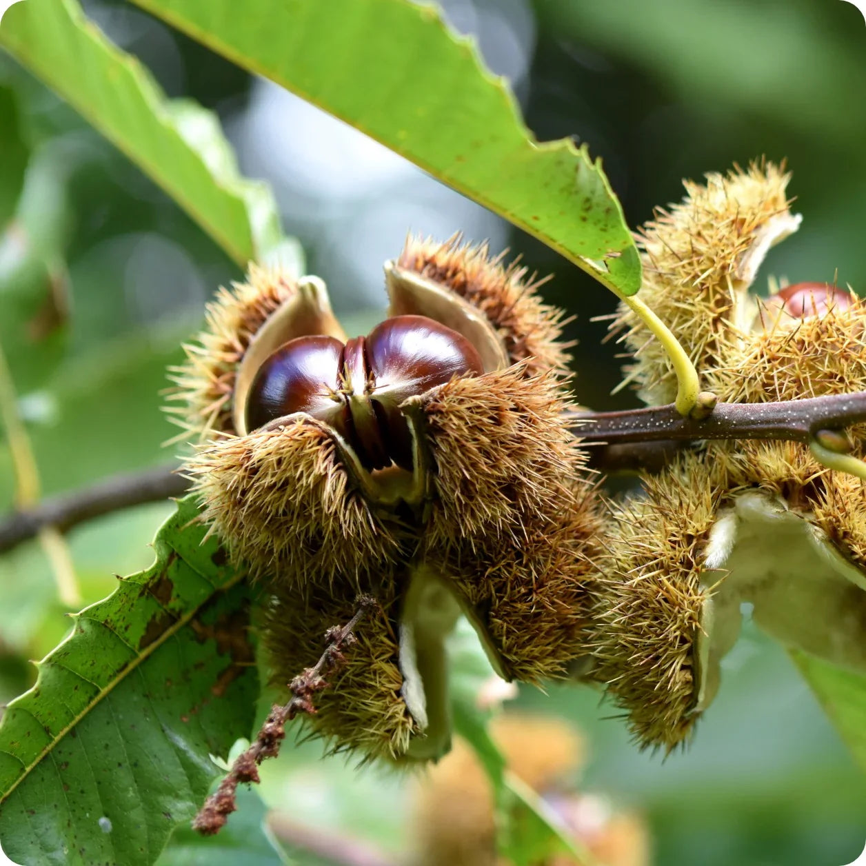 Heirloom Castanea sativa tree with lush green foliage in a landscape.