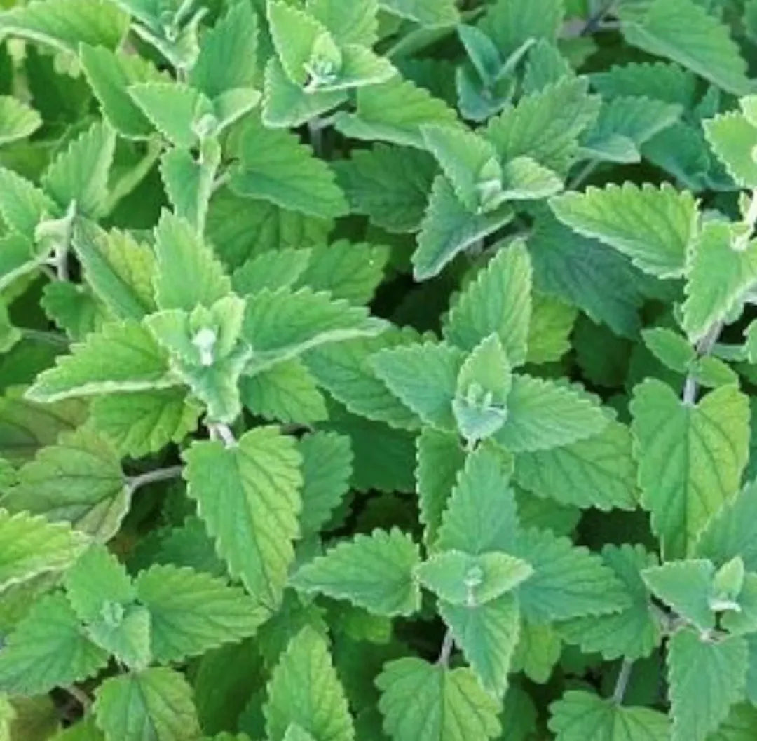 Heirloom Catnip herb seeds for raised beds and containers.