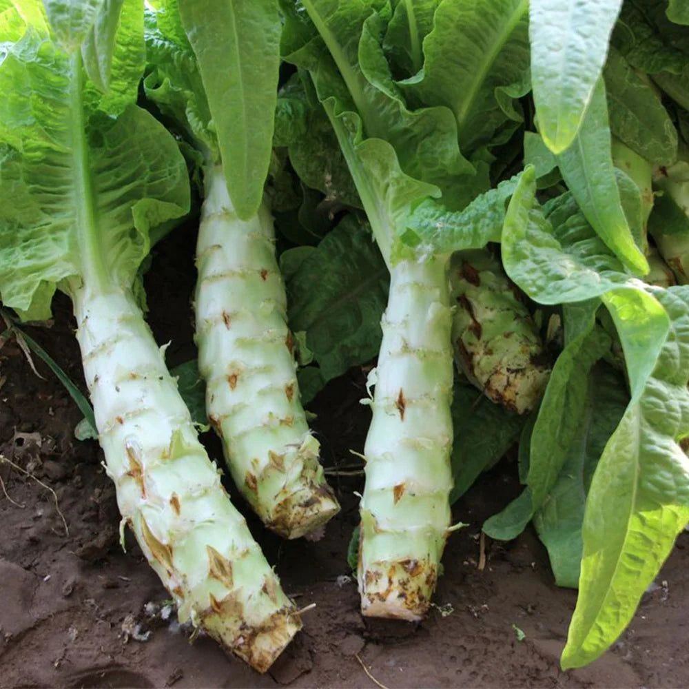 Heirloom asparagus lettuce with crisp green stems and leaves.