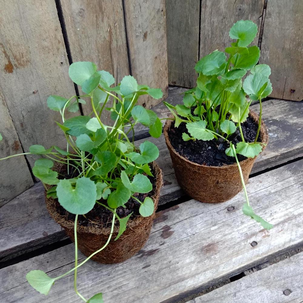 Heirloom Centella Asiatica plants with lush round green leaves.